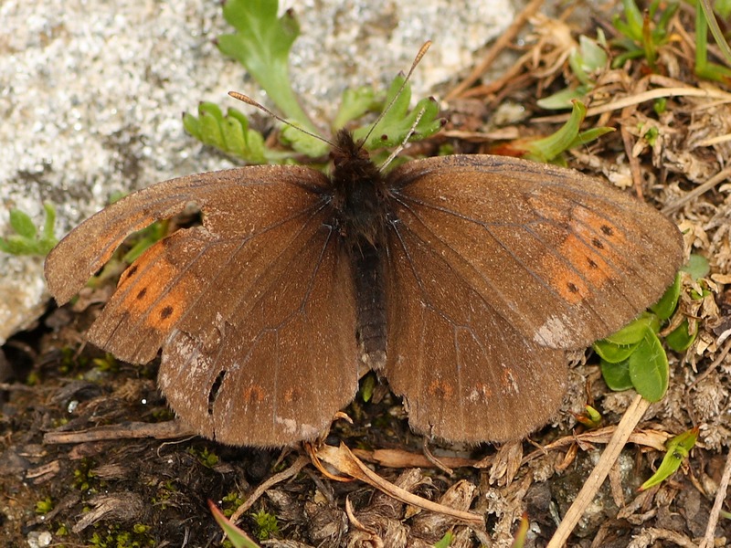 Erebia 2 da id - Erebia pandrose